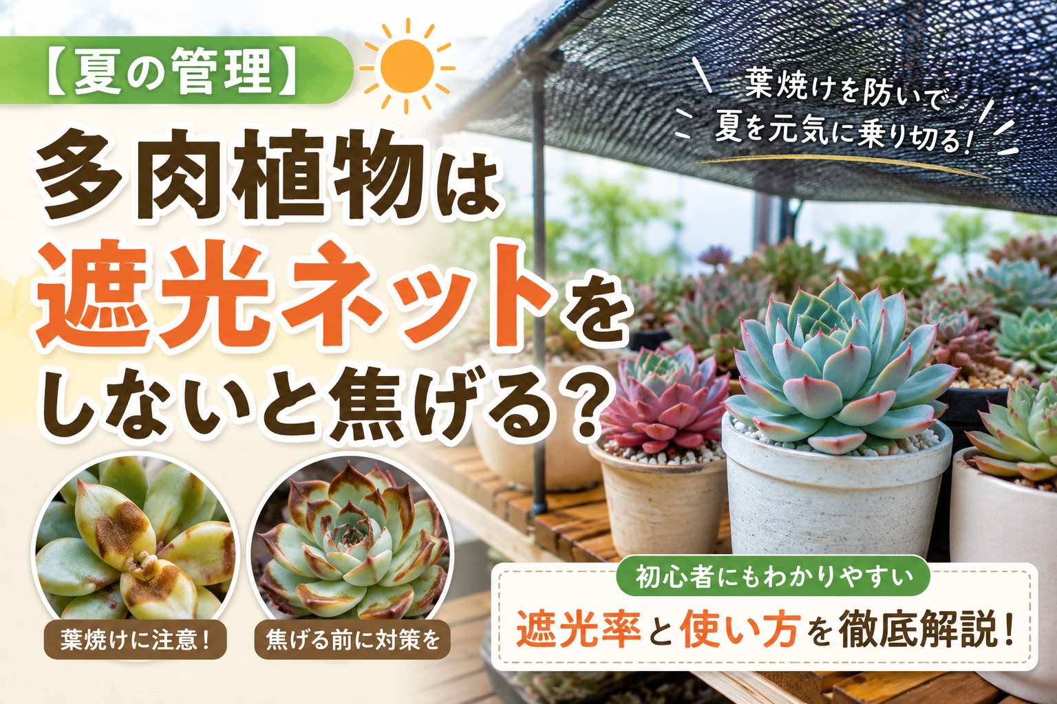 多肉植物　遮光