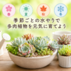 多肉植物　水やり