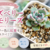 ラズベリーメモリーズ