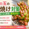 虹の玉　葉焼け
