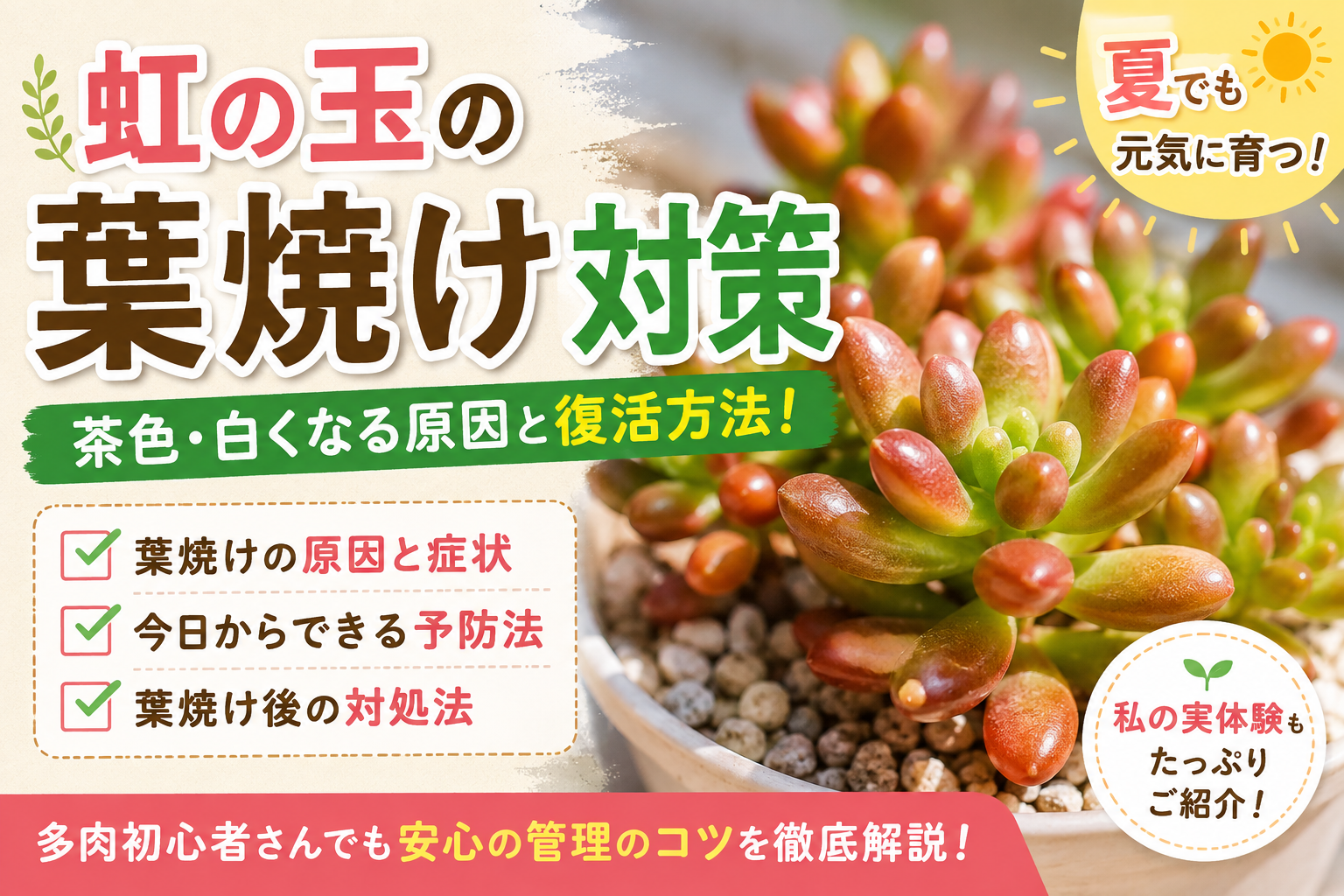 虹の玉　葉焼け